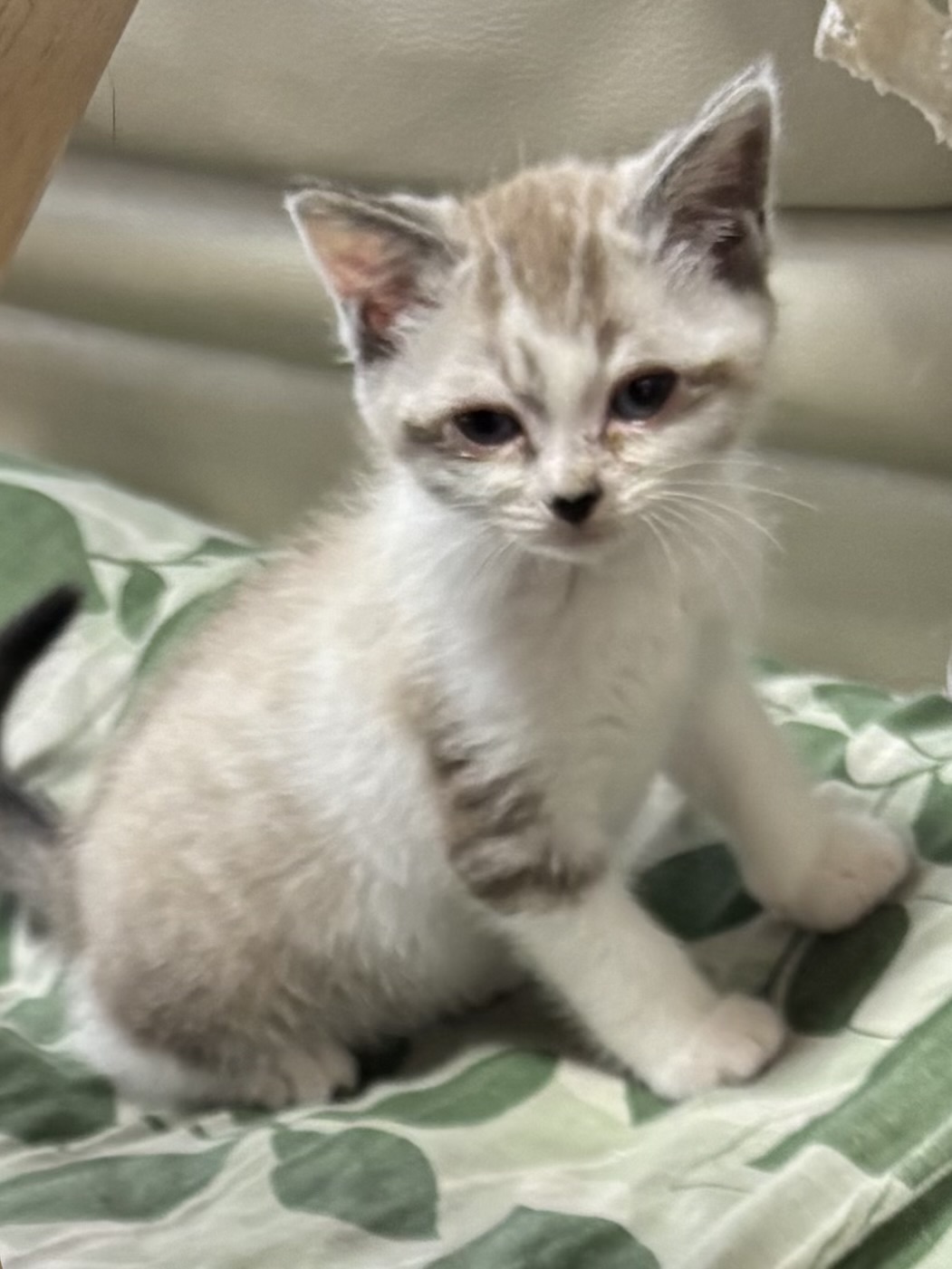 可愛い子猫ちゃんの里親募集