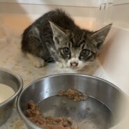 生後1か月ちょっとくらいのキジ白子猫ちゃん