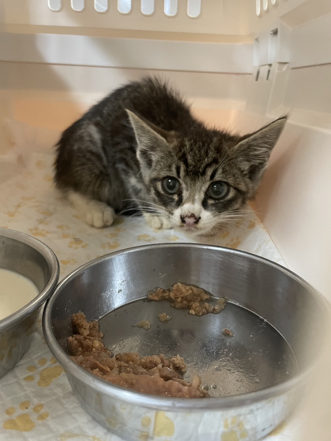 生後1か月ちょっとくらいのキジ白子猫ちゃん