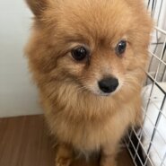 可愛らしく優しい女の子