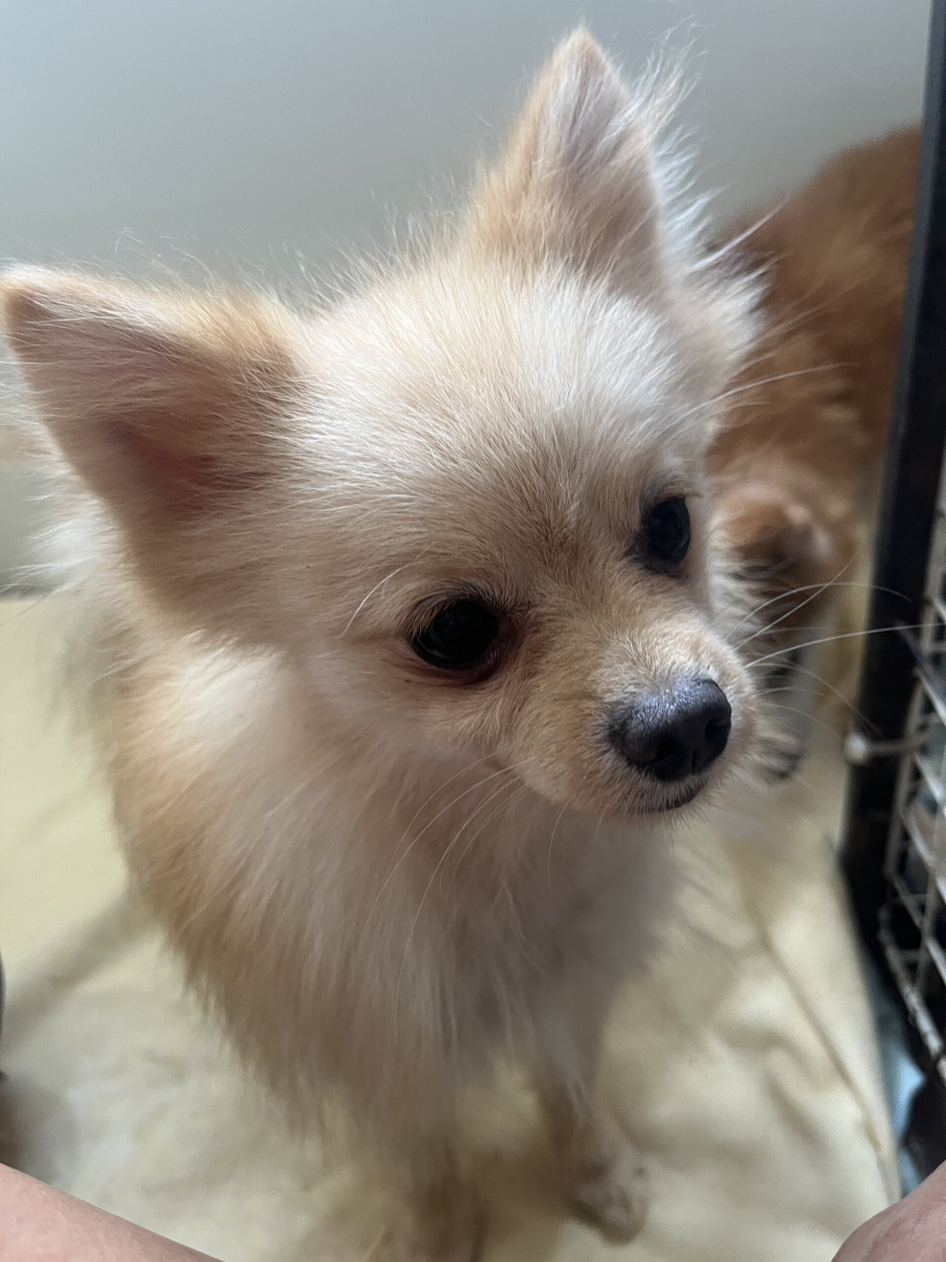 可愛らしいポメちゃん女の子