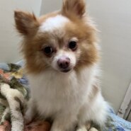 マイペースな性格の優しいポメラニアン