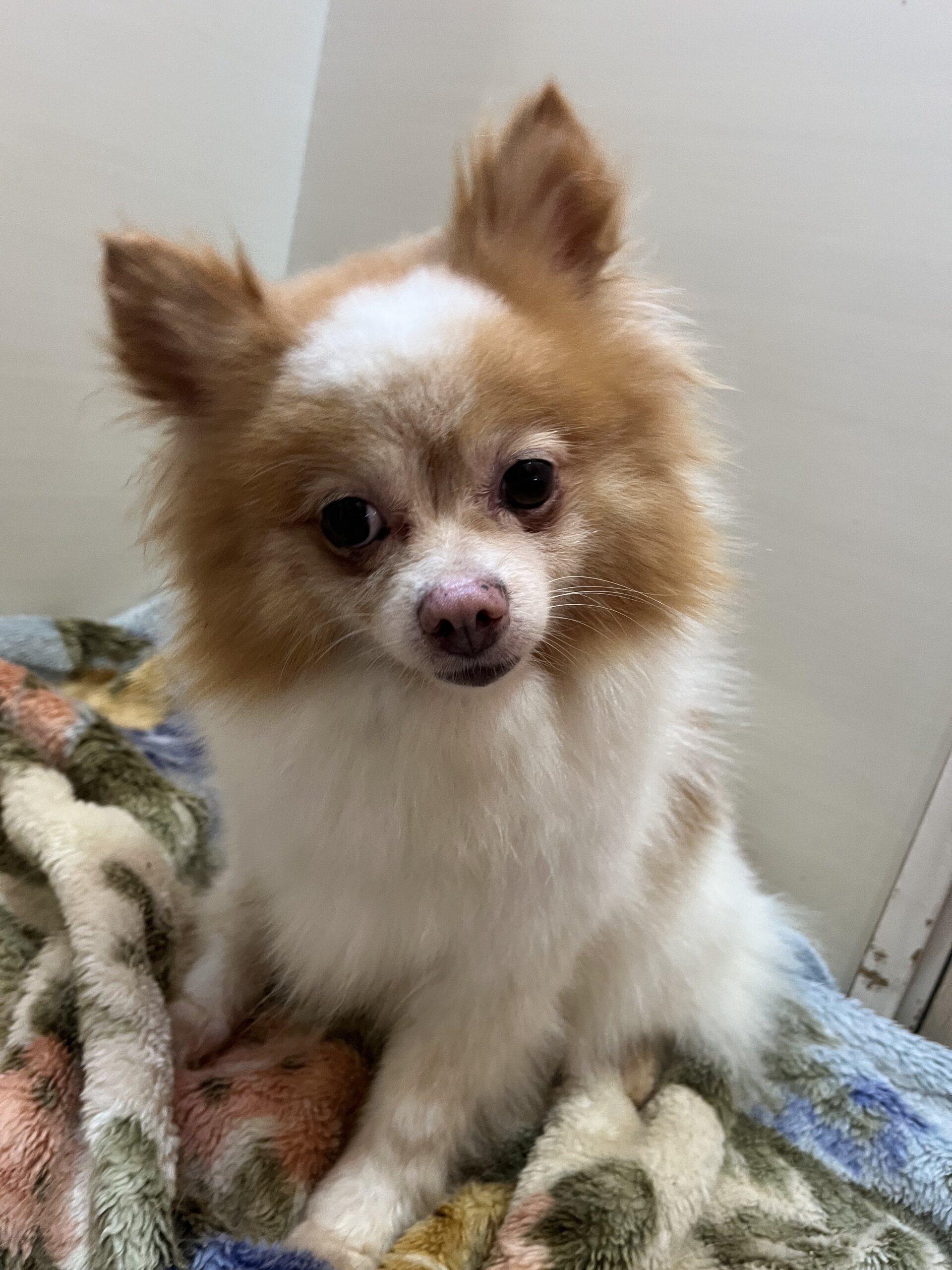 マイペースな性格の優しいポメラニアン