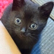 子猫(2〜3ヶ月) 女の子