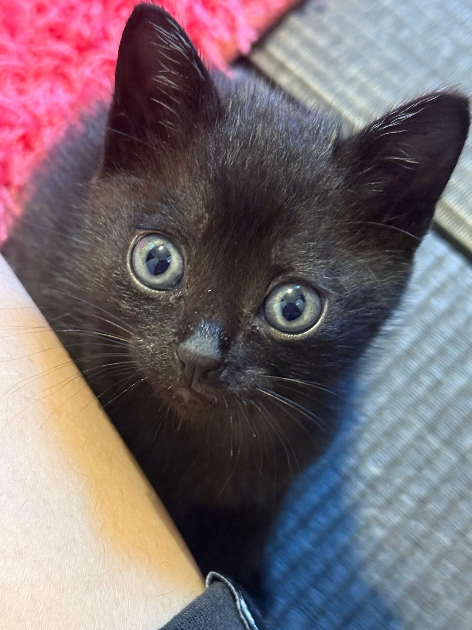 子猫(2〜3ヶ月) 女の子