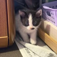 子猫 (2〜3ヶ月) 男の子