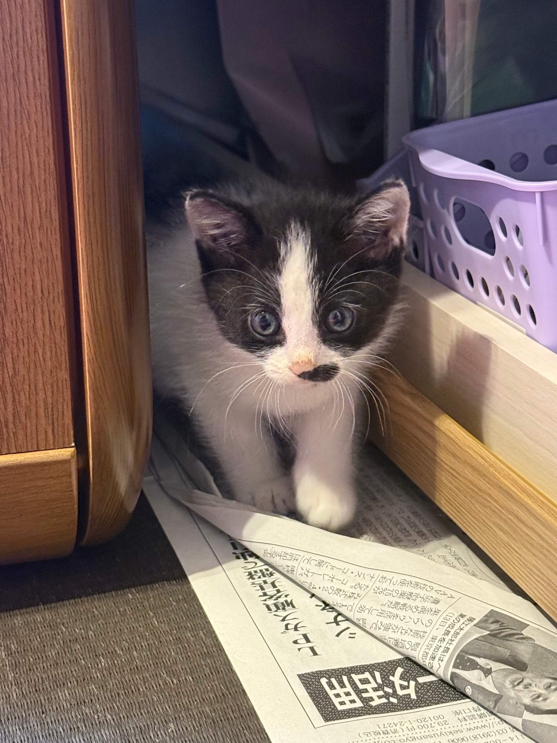 子猫 (2〜3ヶ月) 男の子