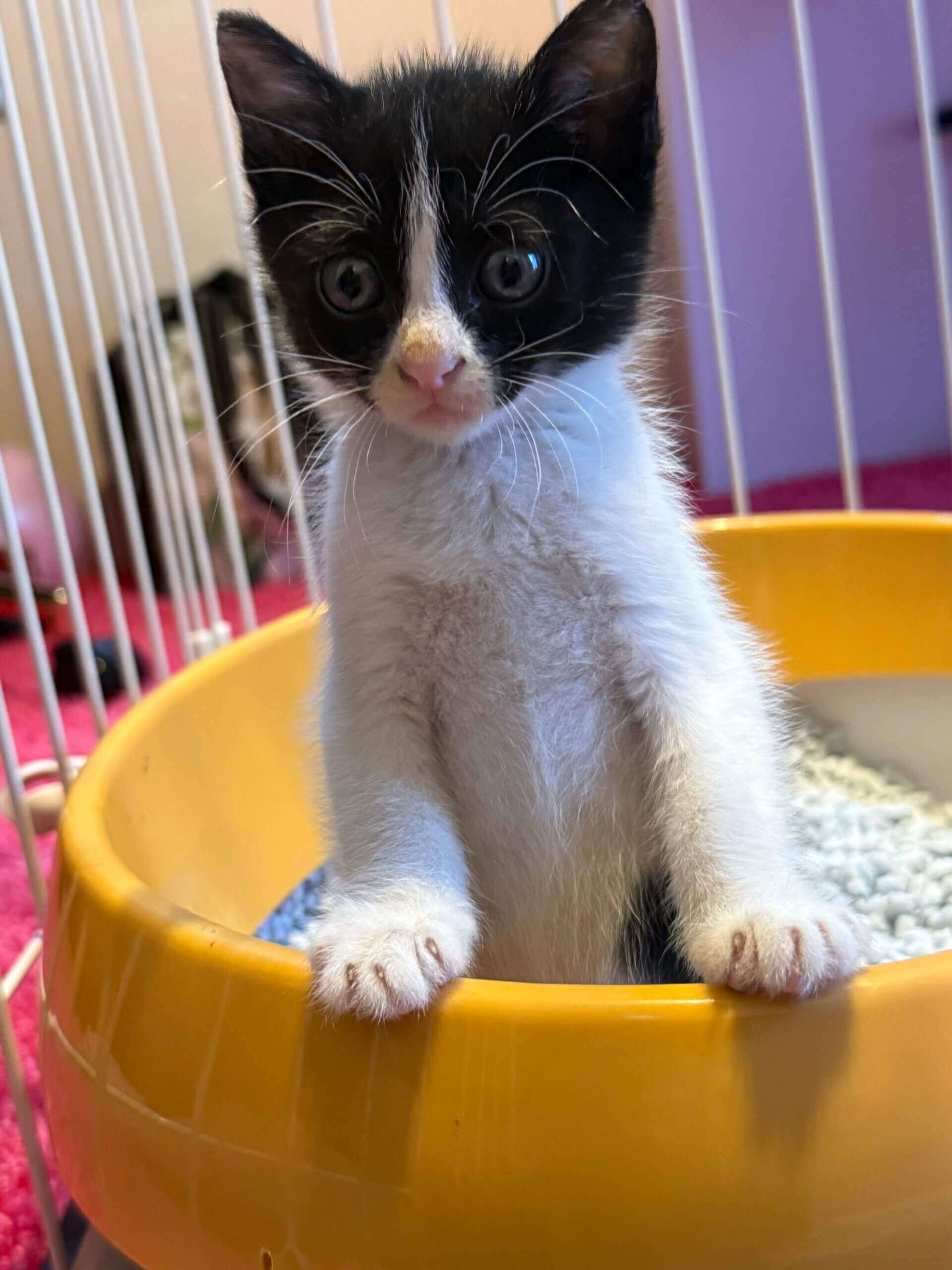 子猫(2〜3ヶ月)女の子