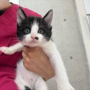 生後2ヶ月、元気いっぱいいくらちゃん！