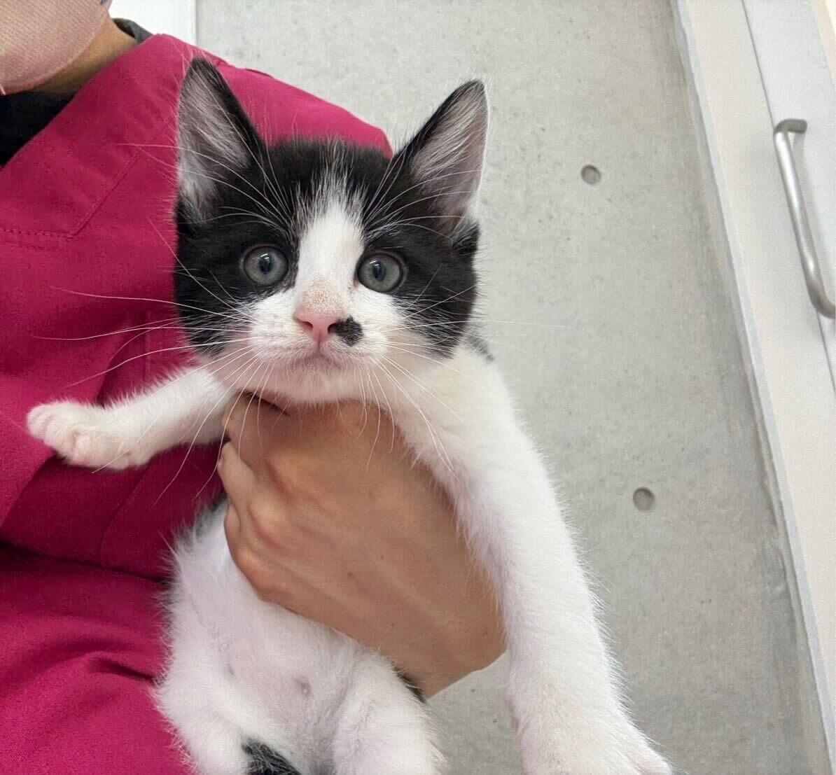 生後2ヶ月、元気いっぱいいくらちゃん！