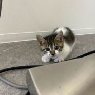 生後2ヶ月の男の子！（兄弟います！）