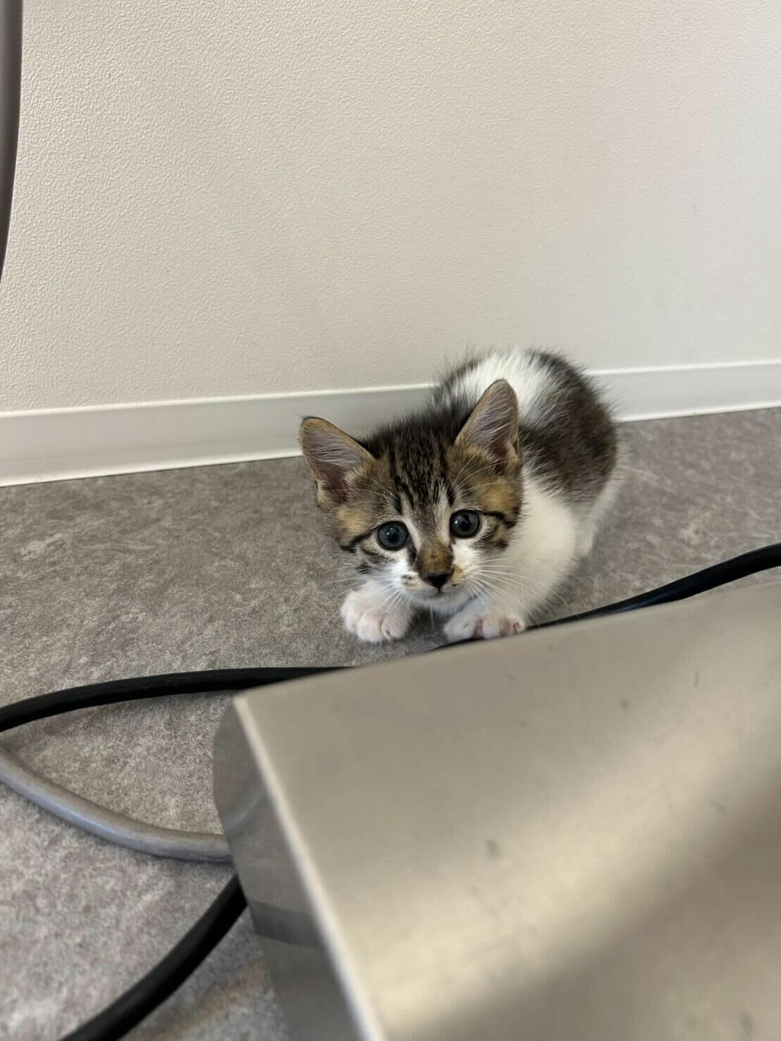 生後2ヶ月の男の子！（兄弟います！）