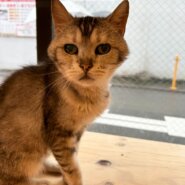 好奇心旺盛な男の子ポパイくん！