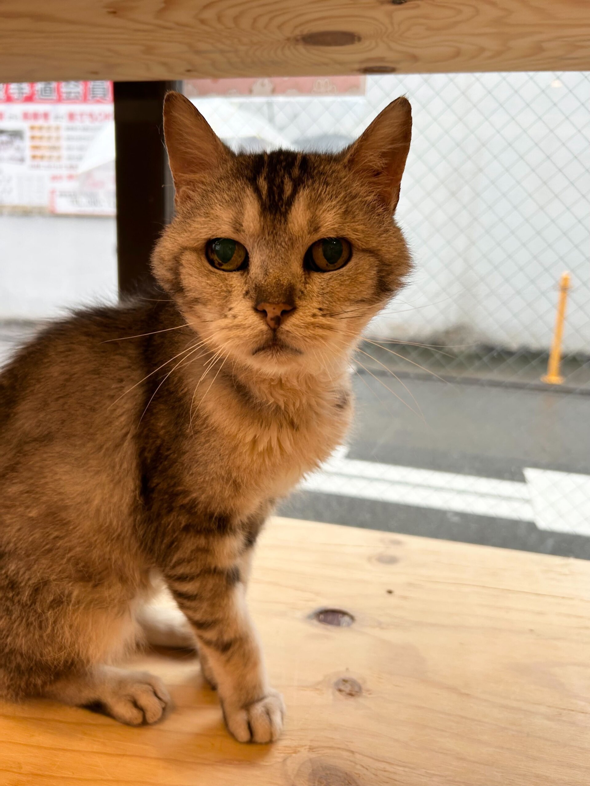 好奇心旺盛な男の子ポパイくん！