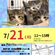 傘ねこ・猫のおうち探し会(譲渡会＠習志野市実籾)