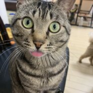 里親様を大募集しています！！　10歳くらいのサバトラ男の子🐈‍⬛