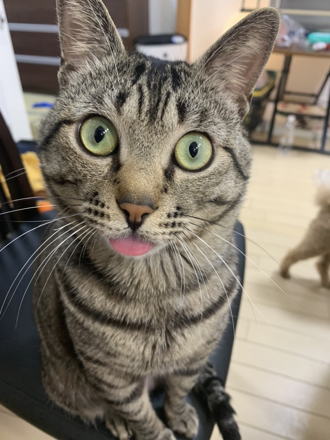 里親様を大募集しています！！　10歳くらいのサバトラ男の子🐈‍⬛