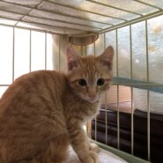 生後3ヶ月前後子猫(男の子)