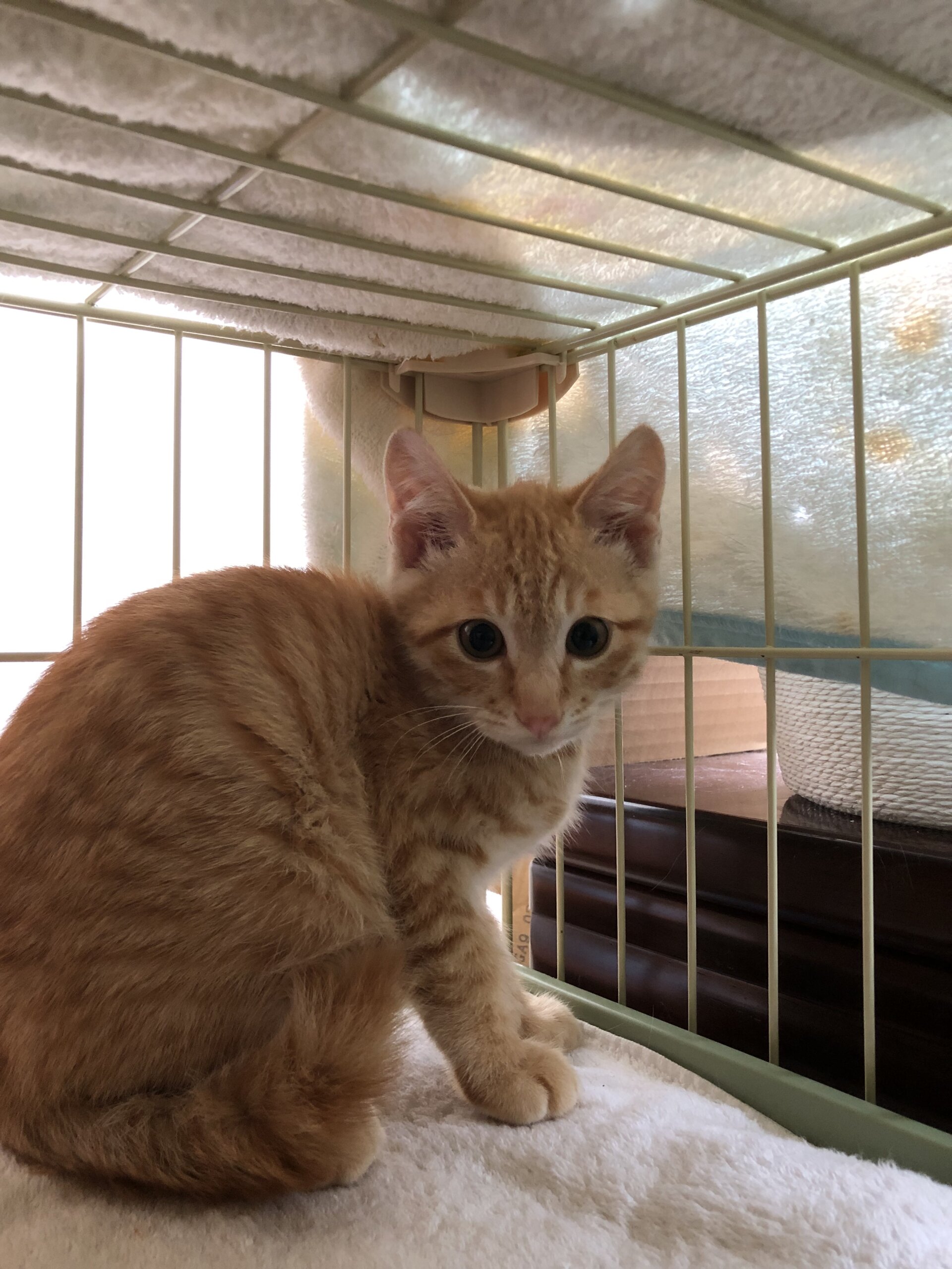 生後3ヶ月前後子猫(男の子)