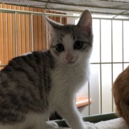 生後3ヶ月前後子猫(男の子)