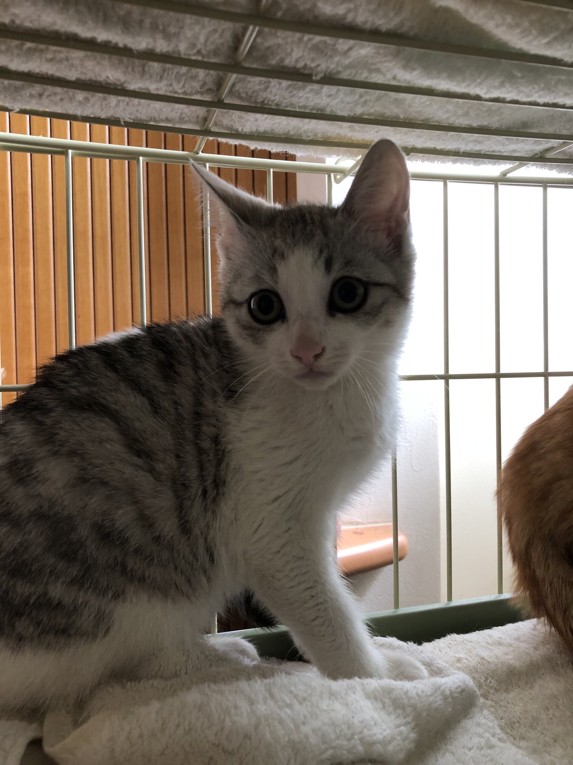 生後3ヶ月前後子猫(男の子)