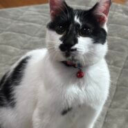 とっても可愛い保護猫めーくん