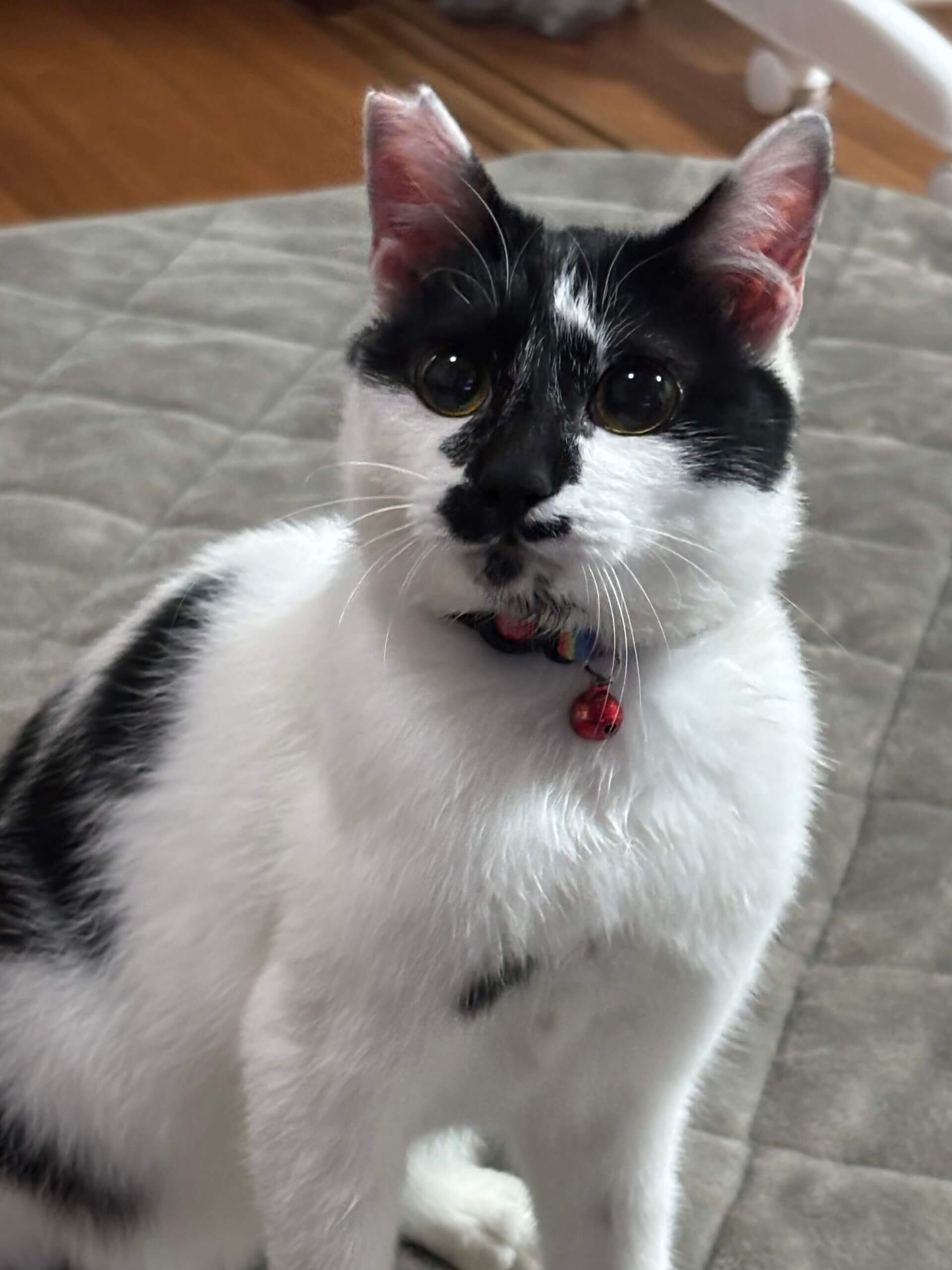 とっても可愛い保護猫めーくん