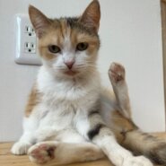 おっとりたち耳スコぺろちぃちゃん！