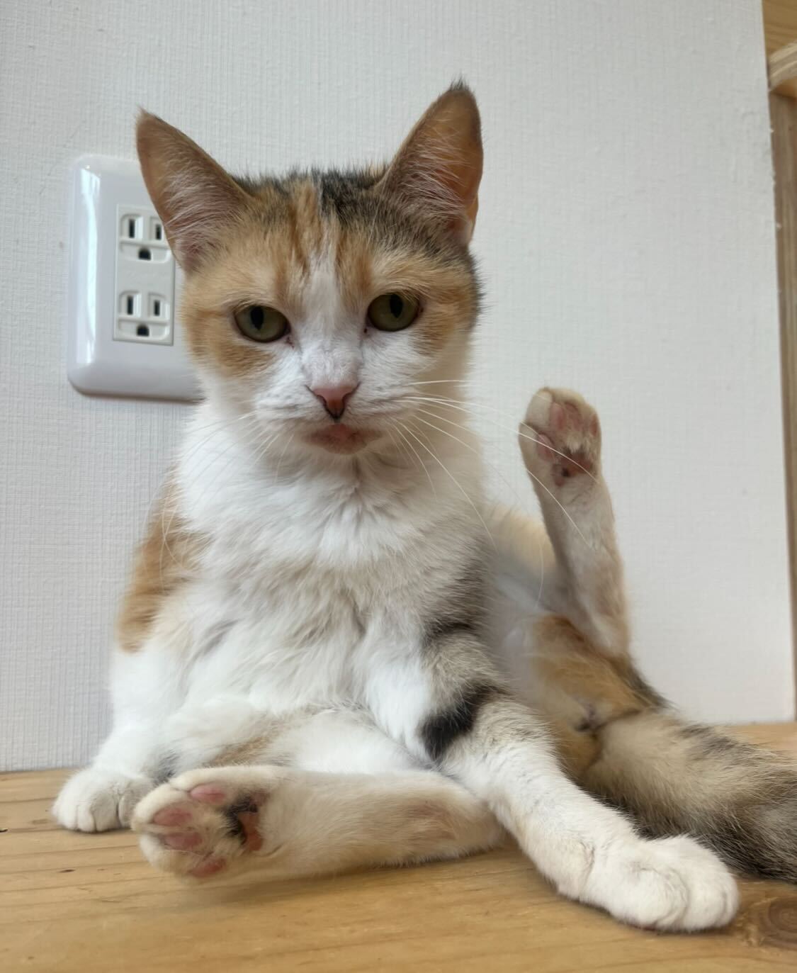 おっとりたち耳スコぺろちぃちゃん！