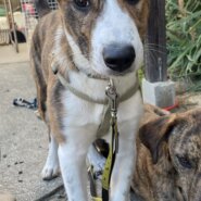 ありがとうございますトライアル予定です