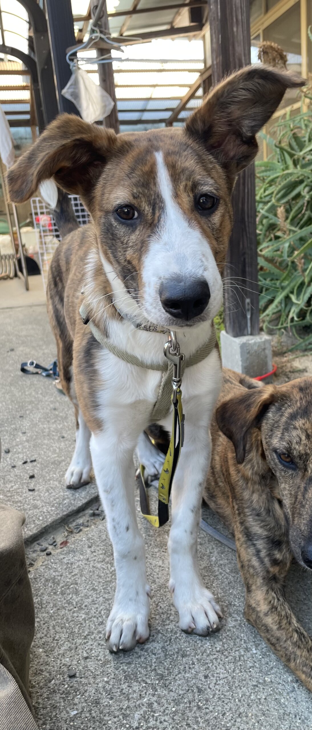 ありがとうございますトライアル予定です