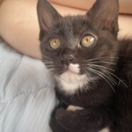 焼肉シリーズ:ランプちゃん