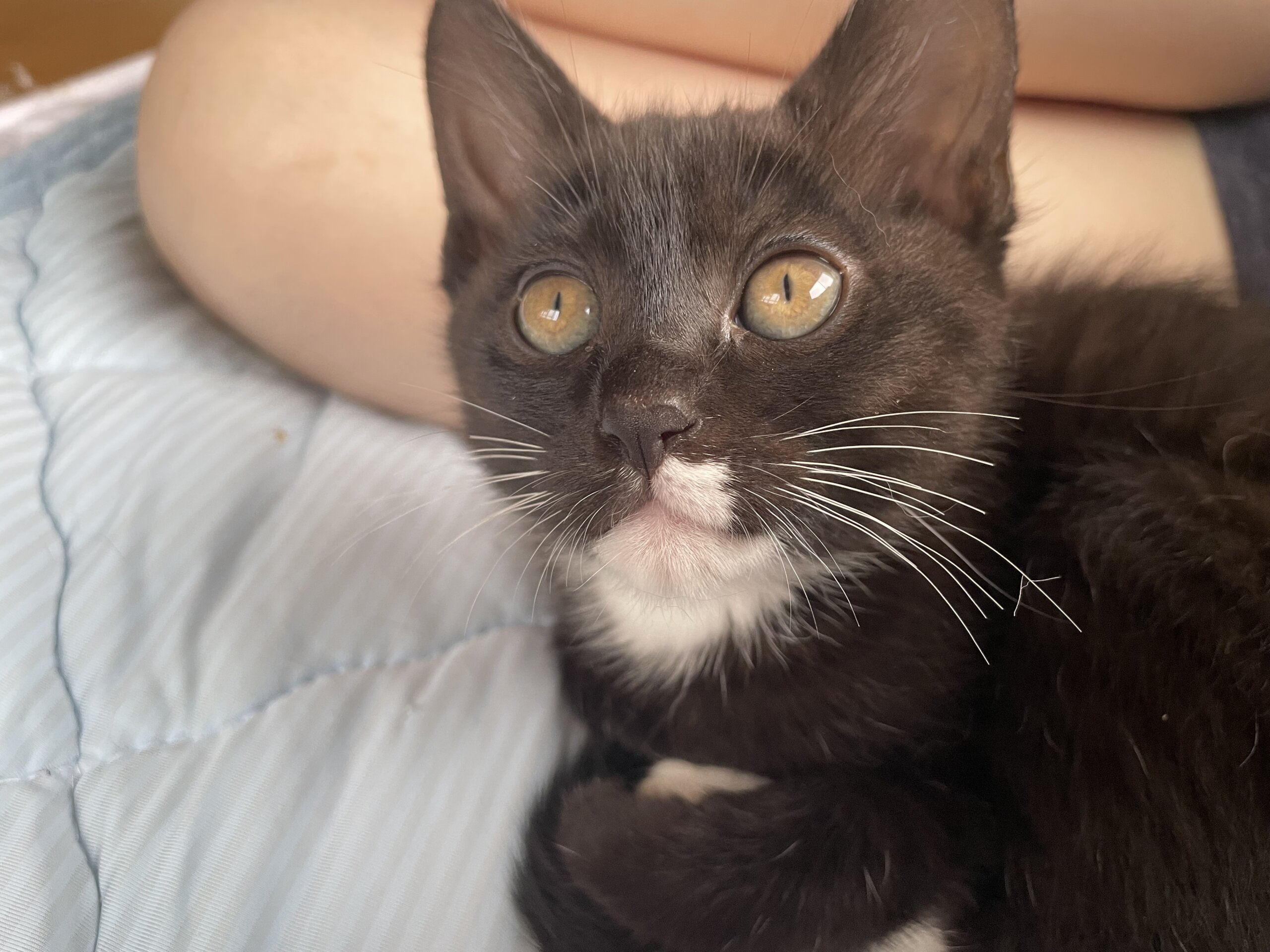 焼肉シリーズ:ランプちゃん