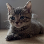 生後2ヶ月キジトラ男の子