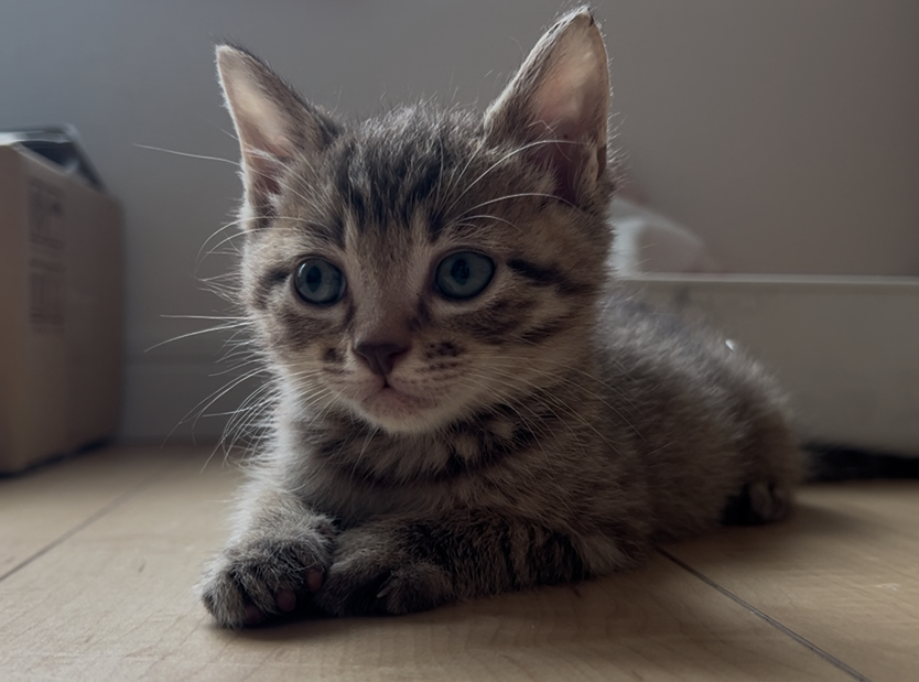 生後2ヶ月キジトラ男の子