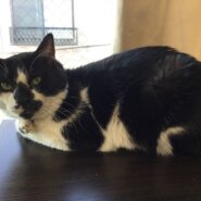 【保護猫】コアラ推定7歳♂ハチワレ