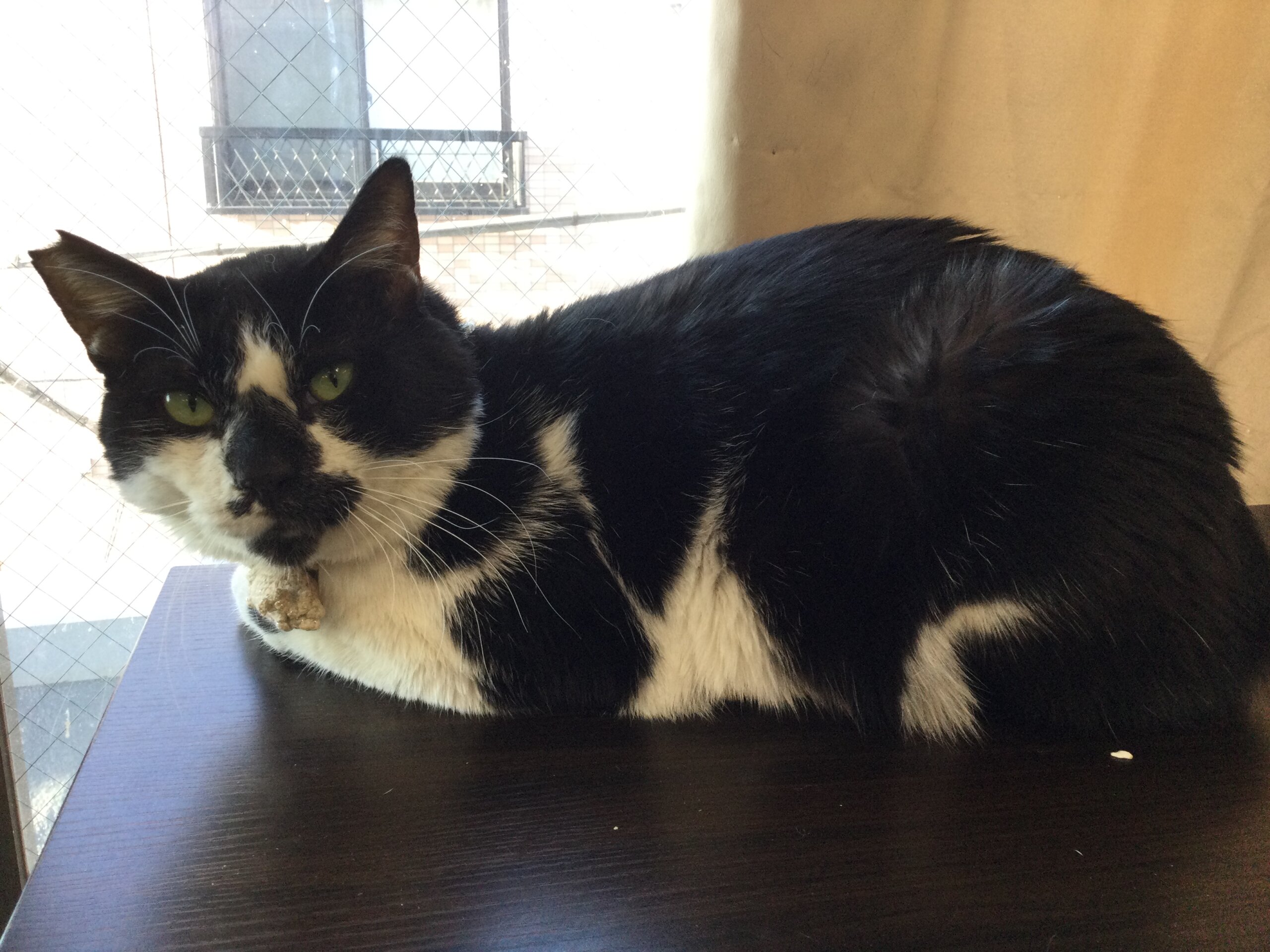 【保護猫】コアラ推定7歳♂ハチワレ