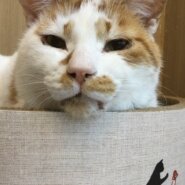 【保護猫】カブ推定8歳♂茶白