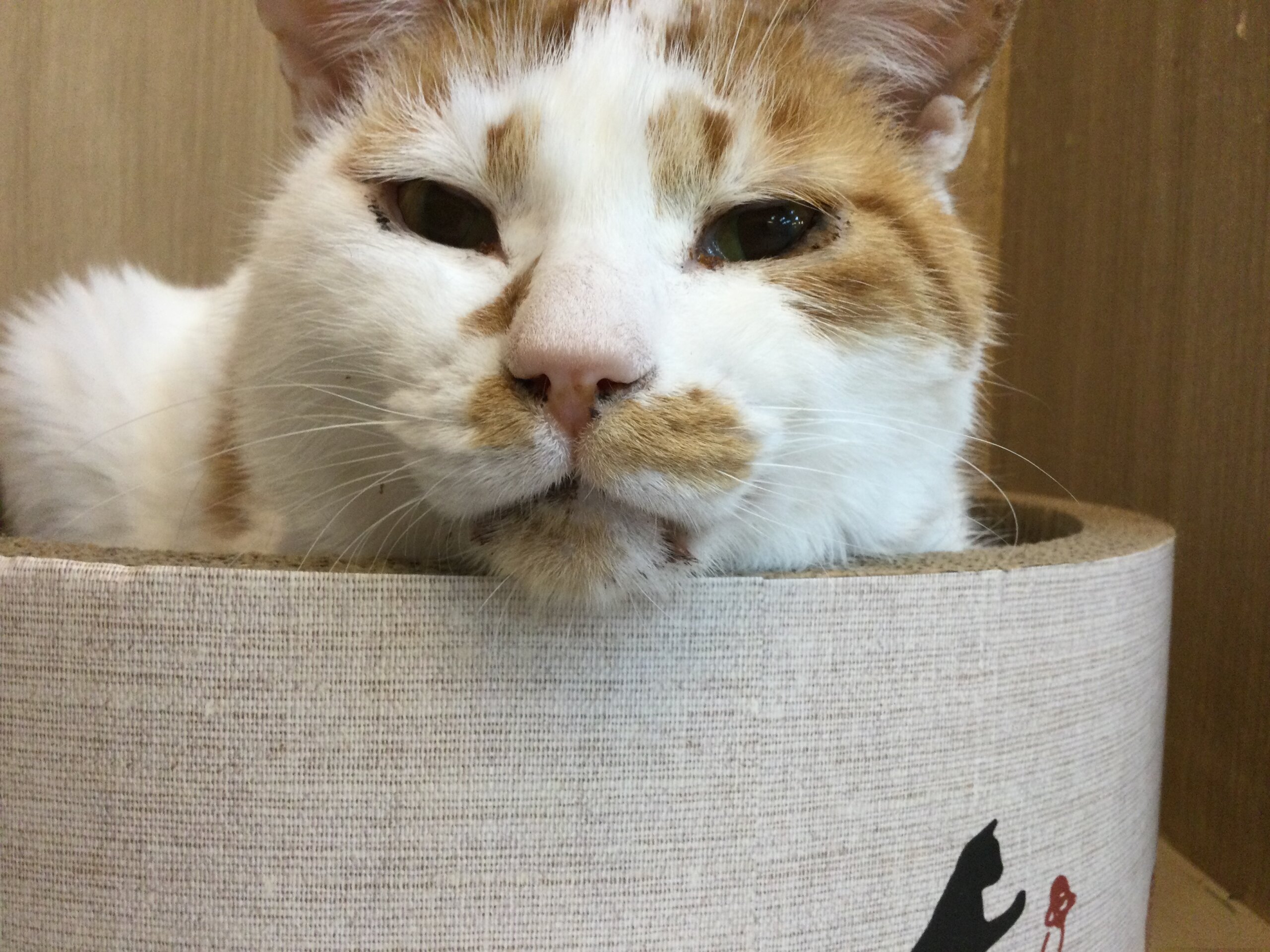 【保護猫】カブ推定8歳♂茶白