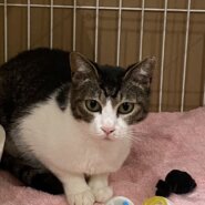 ゆきめ：人馴れ訓練頑張ってます！お母さん猫