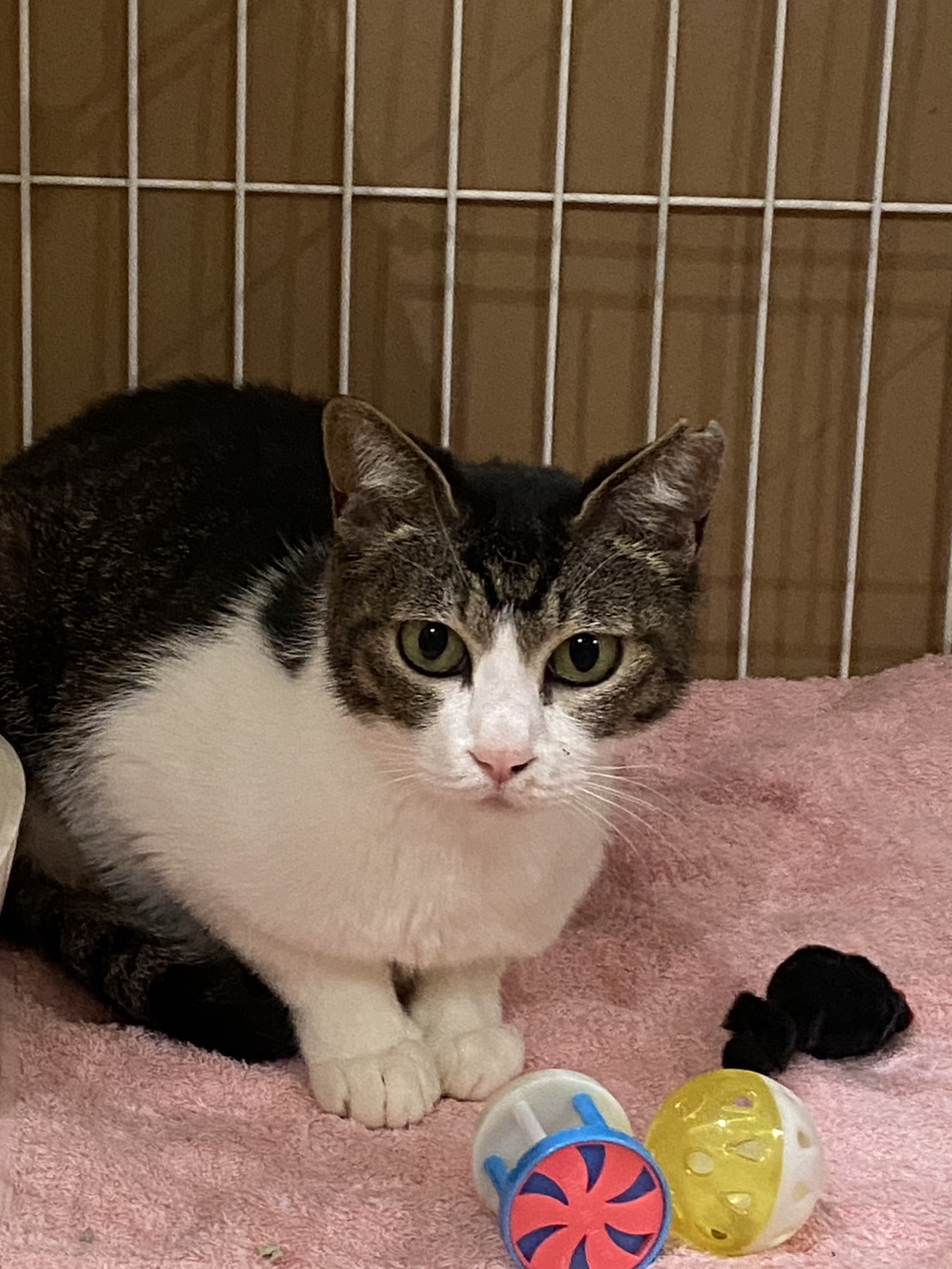 ゆきめ：人馴れ訓練頑張ってます！お母さん猫