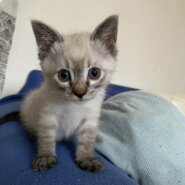 【譲渡決定】みるく：お母さんと来ました