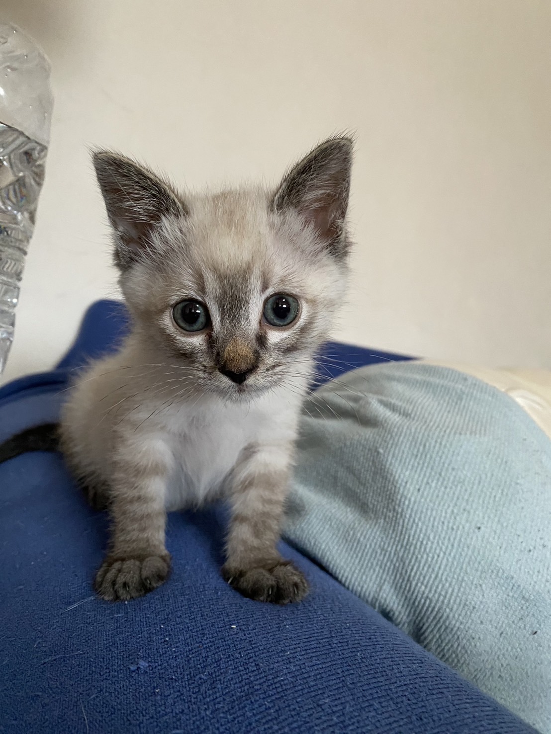 【譲渡決定】みるく：お母さんと来ました