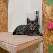 【譲渡決定】こつぶ：一人で生きてきた子猫