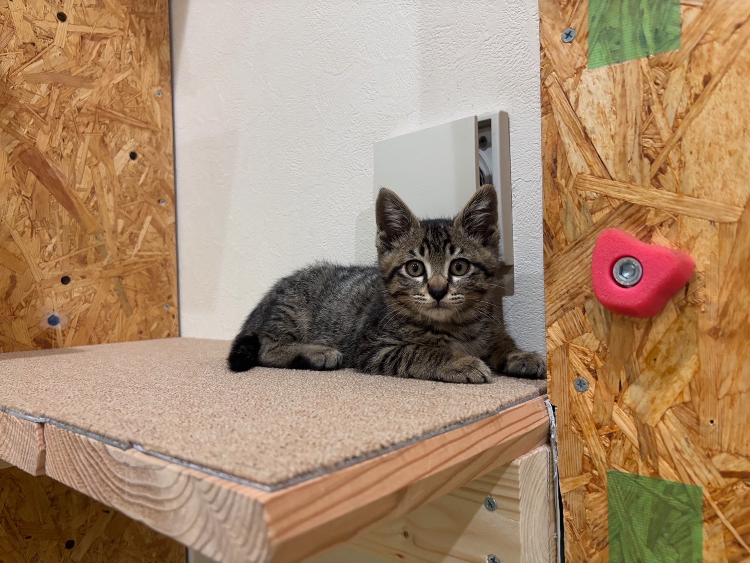 【譲渡決定】こつぶ：一人で生きてきた子猫