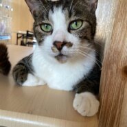 【保護猫】どん推定5歳♂キジ白