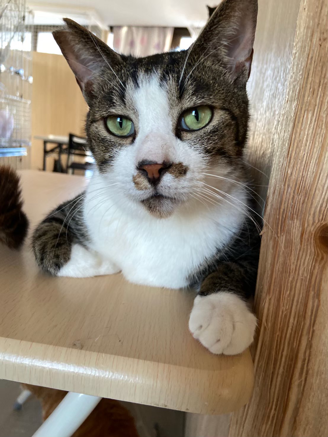 【保護猫】どん推定5歳♂キジ白