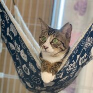 【保護猫】ちびっこ推定3歳♂キジ