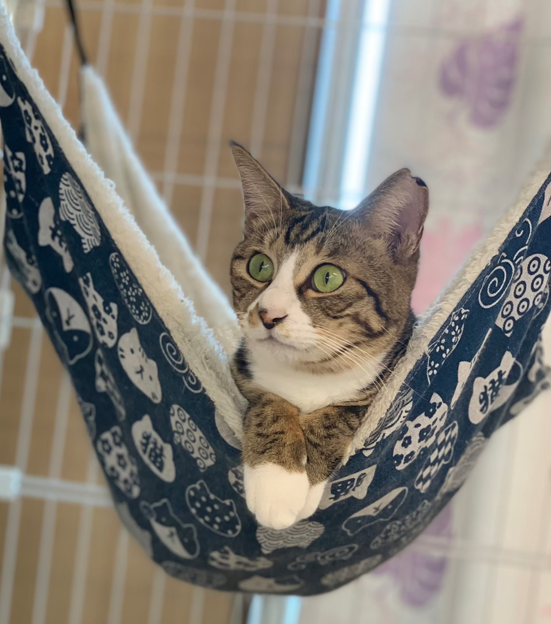 【保護猫】ちびっこ推定3歳♂キジ