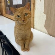 【保護猫】チーズ推定4歳♂茶トラ